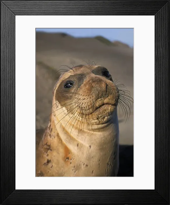 Framed Print : Northern Elephant Seal Adult on a Beach