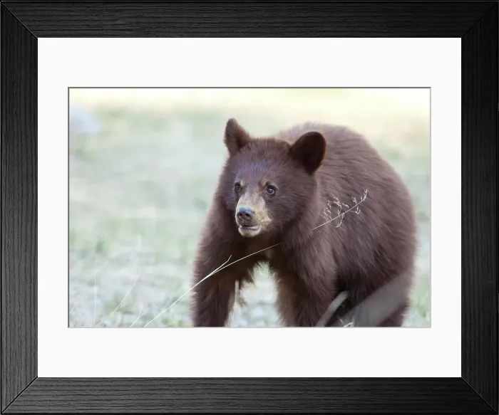 Framed Print : Grizzly Bear Cub, Jasper National Park, Alberta, Canada