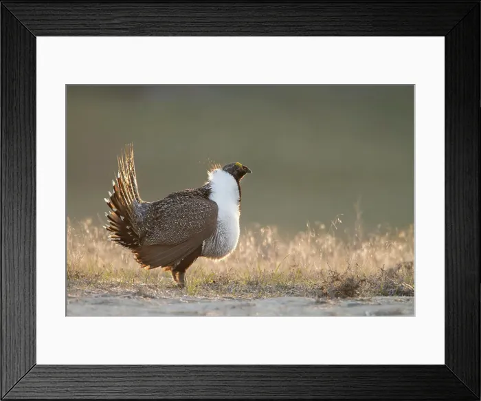 Framed Print : Sage Grouse, Centrocercus urophasianus, Grasslands, Great Basin Desert Tour, Washington, United States Framed Print : Sage Grouse, Centrocercus urophasianus, Grasslands, Great Basin Desert Tour, Washington, United States