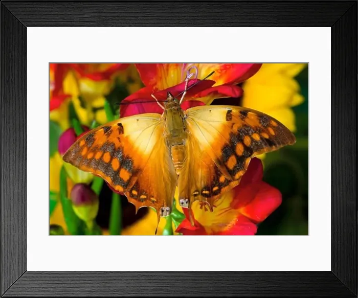 Framed Print : Green-Veined Charaxes Framed Print : Green-Veined Charaxes
