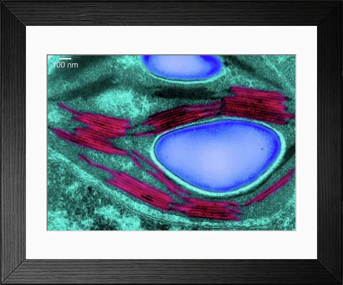 Framed Print : Transmission electron micrograph of a chloroplast Framed Print : Transmission electron micrograph of a chloroplast