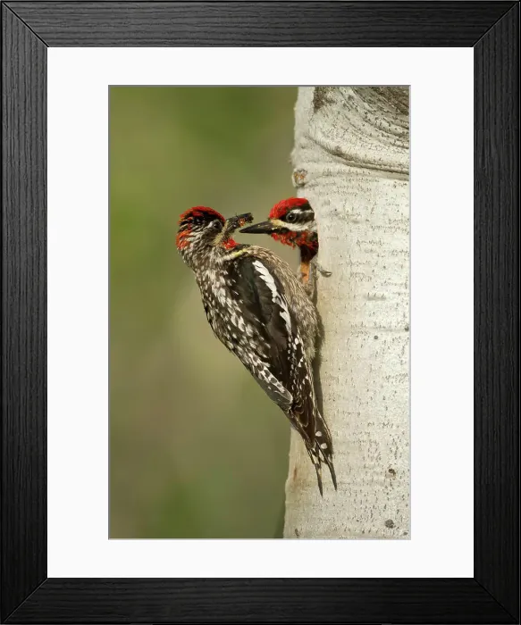 Framed Print : Red-naped Sapsucker, Sphyrapicus nuchalis, feeding young, Merritt, British Columbia, Canada Framed Print : Red-naped Sapsucker, Sphyrapicus nuchalis, feeding young, Merritt, British Columbia, Canada