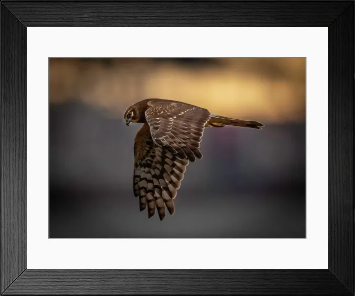 Framed Print : The Northern Harrier, Circus cyaneus, flying over a meadow in search of prey in British Columbia, Canada