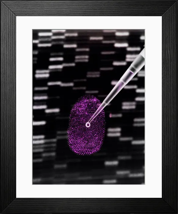 Framed Print : DNA sample being pipetted onto human fingerprint and DNA gel to illustrate genetic engineering Framed Print : DNA sample being pipetted onto human fingerprint and DNA gel to illustrate genetic engineering