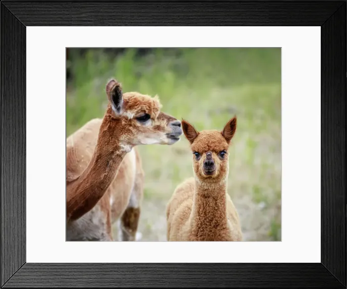 Framed Print : A yearling Alpaca with mother, Manitoba, Canada