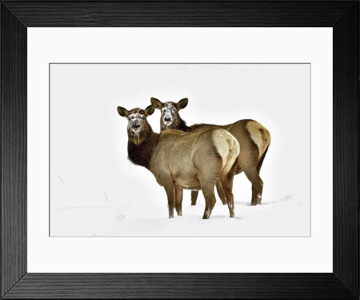 Framed Print : Two wild female elk (Cervus elaphus); standing in the fresh snow of winter in rural Alberta Canada Framed Print : Two wild female elk (Cervus elaphus); standing in the fresh snow of winter in rural Alberta Canada