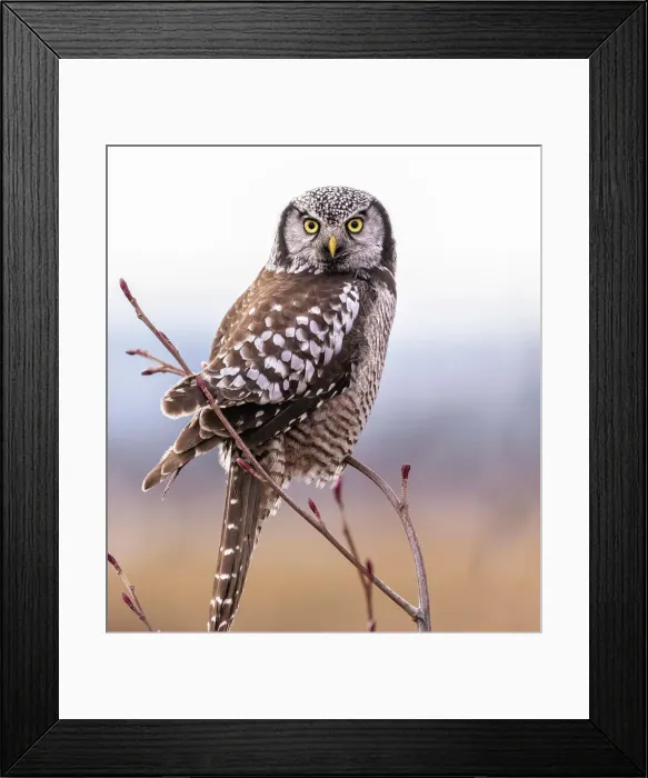 Framed Print : One of North America's most distinctive birds