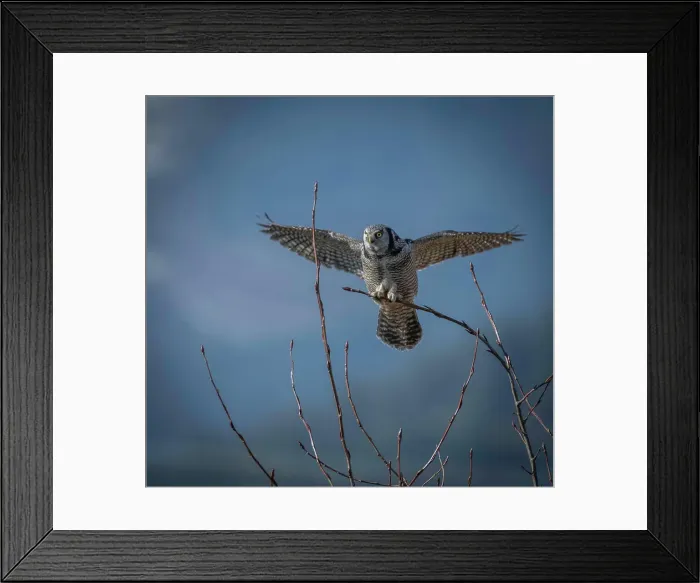 Framed Print : One of North America's most distinctive birds Framed Print : One of North America's most distinctive birds