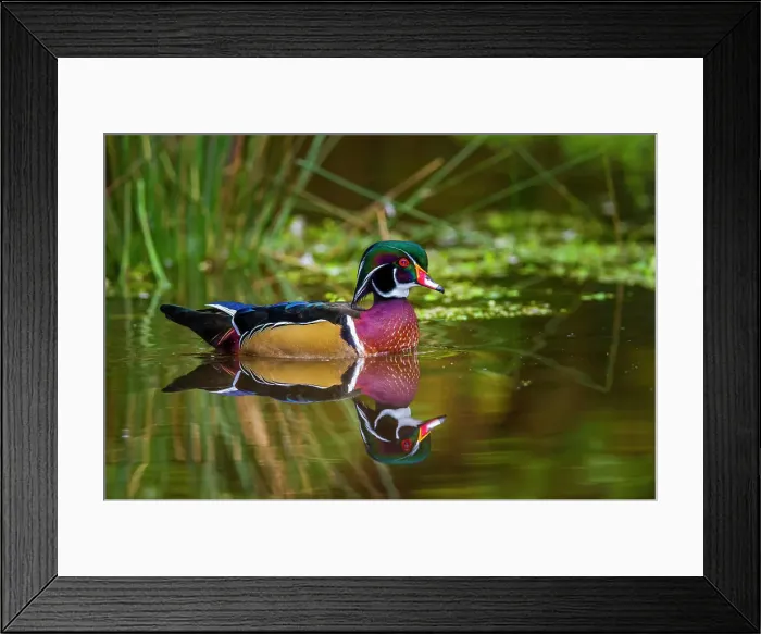Framed Print : Wood Duck (Aix sponsa) Swimming and looking for food. Stanley Park, Vancouver, British Columbia, Canada Framed Print : Wood Duck (Aix sponsa) Swimming and looking for food. Stanley Park, Vancouver, British Columbia, Canada