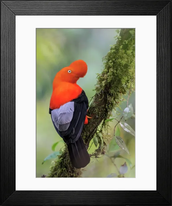 Framed Print : Andean Cock of the Rock (Rupicola peruviana) perched on a branch in Manu National Park, Peru Framed Print : Andean Cock of the Rock (Rupicola peruviana) perched on a branch in Manu National Park, Peru