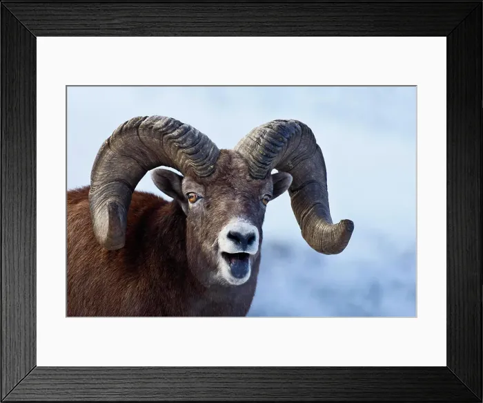 Framed Print : Bighorn Sheep Ovis canadensis Framed Print : Bighorn Sheep Ovis canadensis