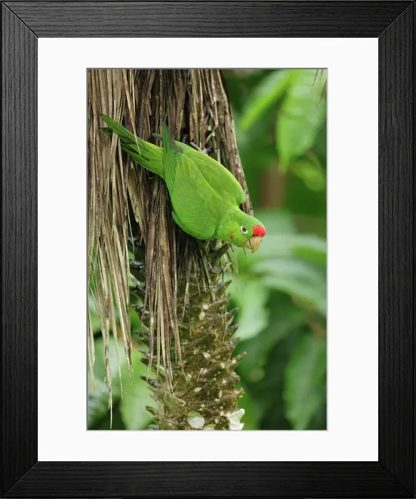 Framed Print : Scarlet-fronted Parakeet (Psittacara wagleri) perched on a branch in Costa Rica