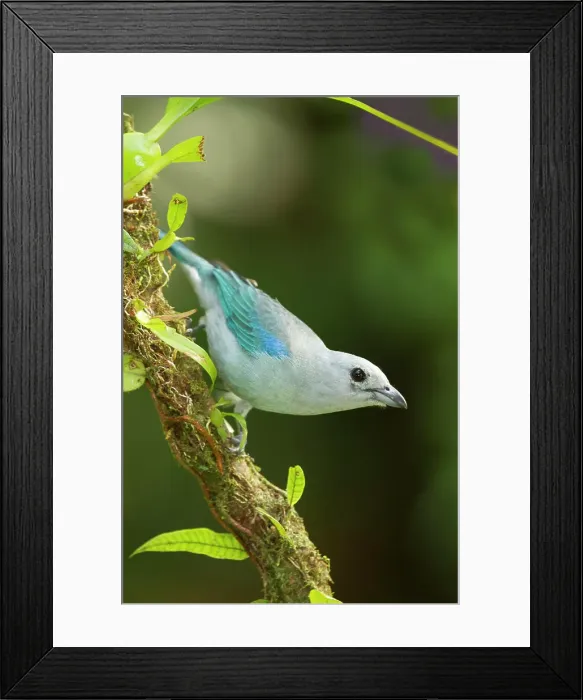 Framed Print : Blue-grey tanager, Thraupis episcopus, Costa Rica, Central America Framed Print : Blue-grey tanager, Thraupis episcopus, Costa Rica, Central America