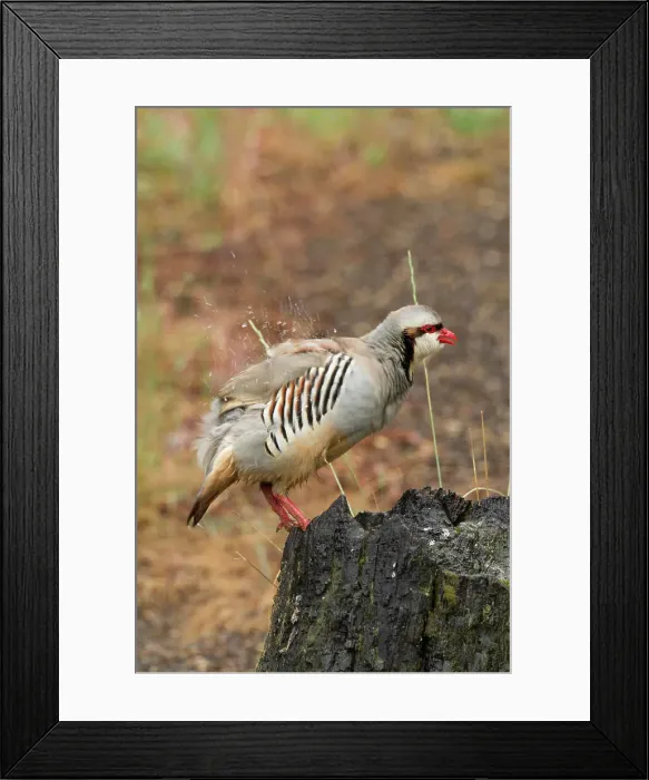 Framed Print : Chukar Partridge, Alectoris chukar, Fraser and Thompson River Canyon, British Columbia, Canada