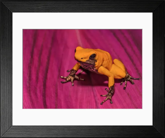 Framed Print : Golden Poison Frog (Phyllobates terribilis) - captive. Endemic to the Pacific Coast of Colombia Framed Print : Golden Poison Frog (Phyllobates terribilis) - captive. Endemic to the Pacific Coast of Colombia