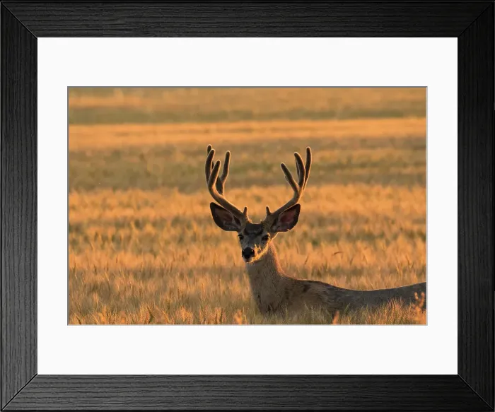 Framed Print : Mule deer, Odocoileus hemionus, buck in Pincher Creek, Alberta, Canada Framed Print : Mule deer, Odocoileus hemionus, buck in Pincher Creek, Alberta, Canada