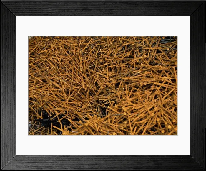 Framed Print : Collection of rusty nails Framed Print : Collection of rusty nails