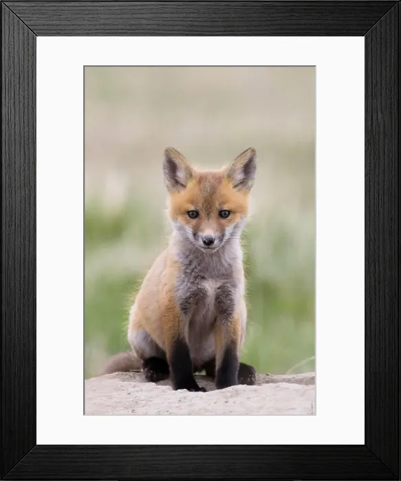 Framed Print : Red fox, Vulpes vulpes, kit near Fort MacLeod, Alberta, Canada