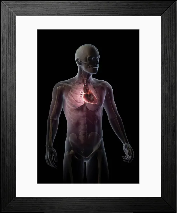 Framed Print : Anatomical model showing the position of the human heart within the chest Framed Print : Anatomical model showing the position of the human heart within the chest