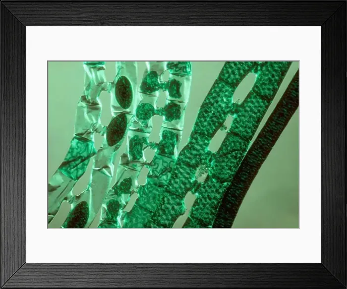 Framed Print : Microscopic View of Algae Plant Cells