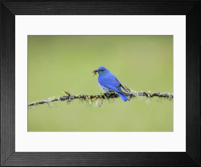 Framed Print : Mountain bluebird (Sialia currucoides) Framed Print : Mountain bluebird (Sialia currucoides)