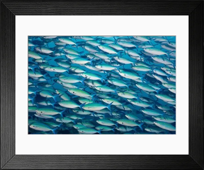 Framed Print : Shoal of Goldbanded Fusilier, Caesio caerulaurea, Baa Atoll, Indian Ocean, Maldives