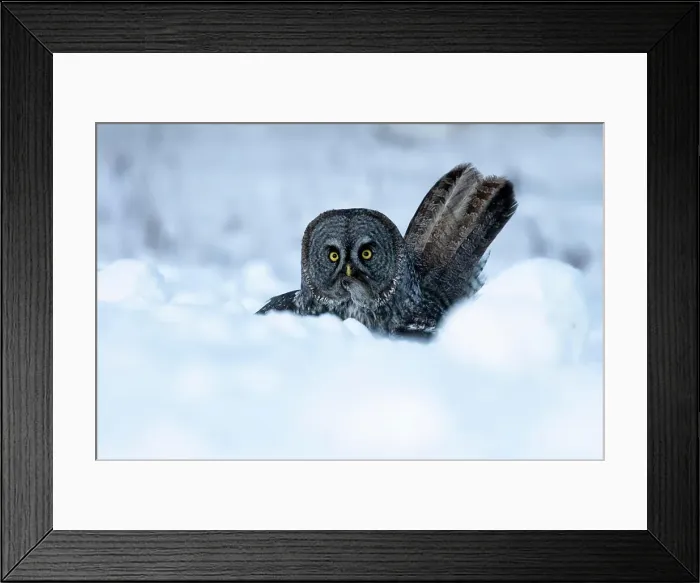 Framed Print : Great grey owl, Strix nebulosa, with prey near Westlock, Alberta, Canada Framed Print : Great grey owl, Strix nebulosa, with prey near Westlock, Alberta, Canada