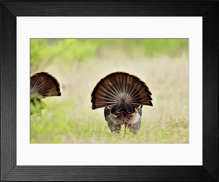 Framed Print : Wild turkey (Meleagris gallopavo), Johnson City (Cypress Mill Road), Texas, USA Framed Print : Wild turkey (Meleagris gallopavo), Johnson City (Cypress Mill Road), Texas, USA