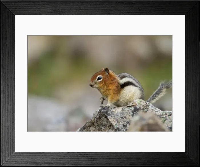Framed Print : Townsend's Ground Squirrel, Spermophilus townsendii, British Columbia, Canada Framed Print : Townsend's Ground Squirrel, Spermophilus townsendii, British Columbia, Canada