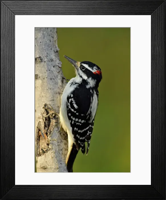 Framed Print : Hairy woodpecker (Picoides villosus), Fort Providence Territorial Park, Northwest Territories, Canada
