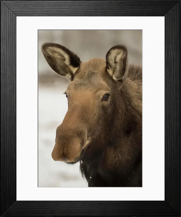 Framed Print : Moose, Alces alces, Yukon, British Columbia, Canada Framed Print : Moose, Alces alces, Yukon, British Columbia, Canada
