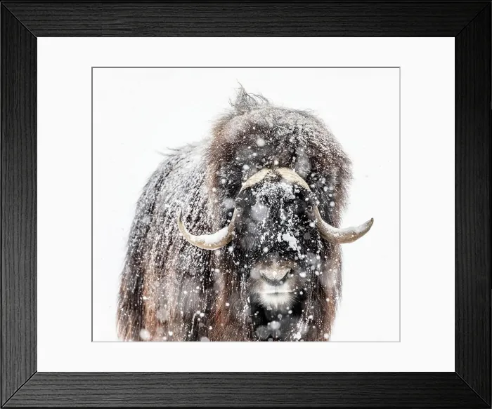 Framed Print : Muskox, Ovibos moschatus, in a winter snowstorm, Manitoba, Canada Framed Print : Muskox, Ovibos moschatus, in a winter snowstorm, Manitoba, Canada