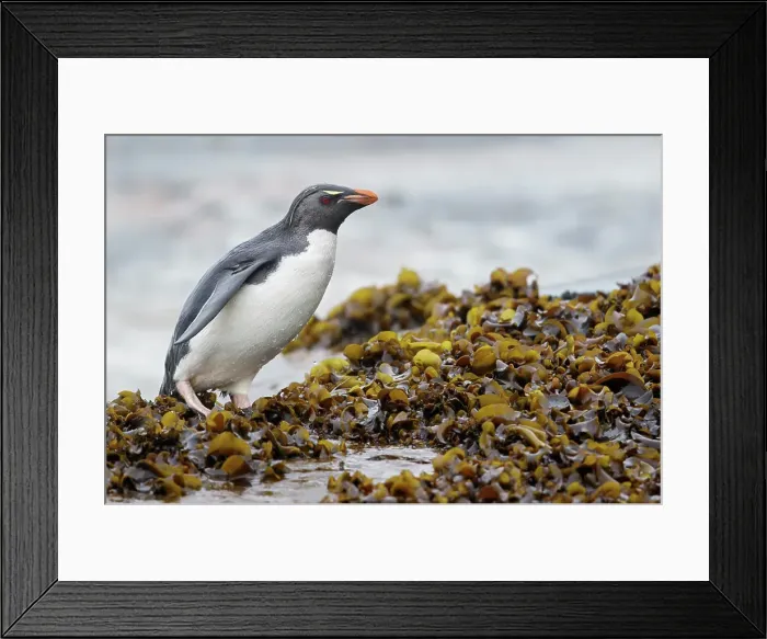 Framed Print : Rockhopper Penguin (Eudyptes chrysocome) along the shoreline in the Falkland Islands Framed Print : Rockhopper Penguin (Eudyptes chrysocome) along the shoreline in the Falkland Islands