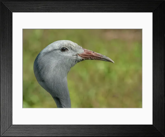 Framed Print : Blue Crane (Anthropoides paradiseus) - captive Framed Print : Blue Crane (Anthropoides paradiseus) - captive