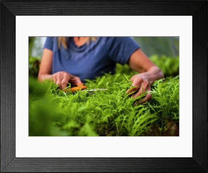 Framed Print : Close up woman trimming vegetable plant Framed Print : Close up woman trimming vegetable plant