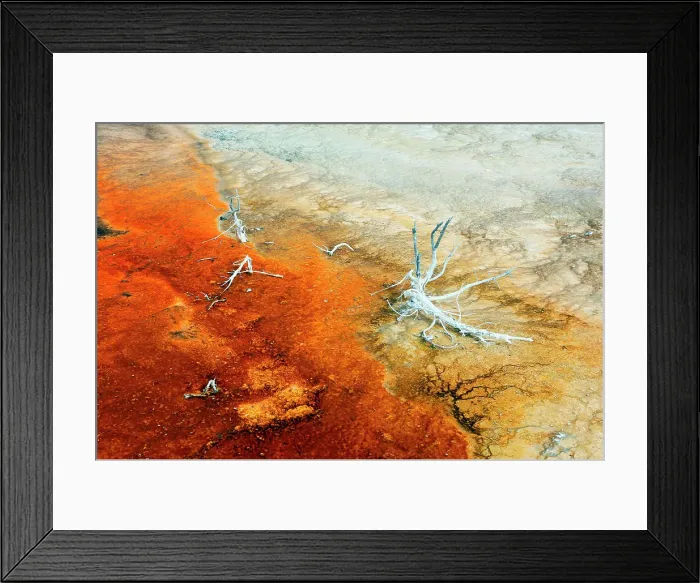 Framed Print : USA. Wyoming. Yellowstone Park. Biscuit Basin. Dead tree