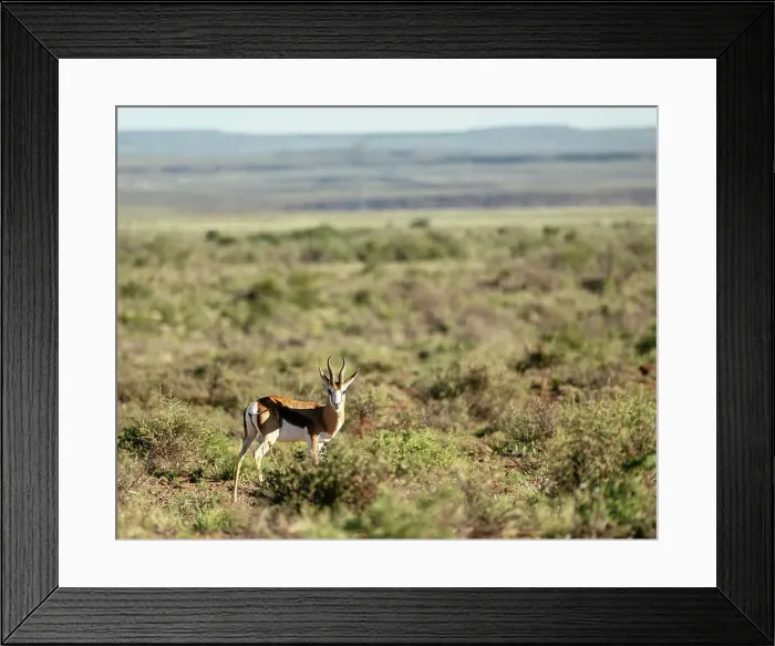 Framed Print : Springbok, Karoo National Park, Beaufort West, Western Cape, South Africa, Africa