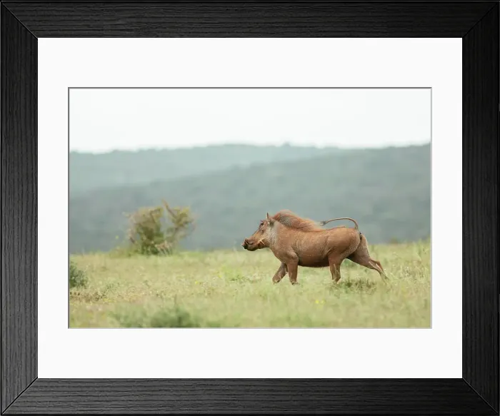 Framed Print : Warthog, Addo Elephant National Park, Eastern Cape, South Africa, Africa