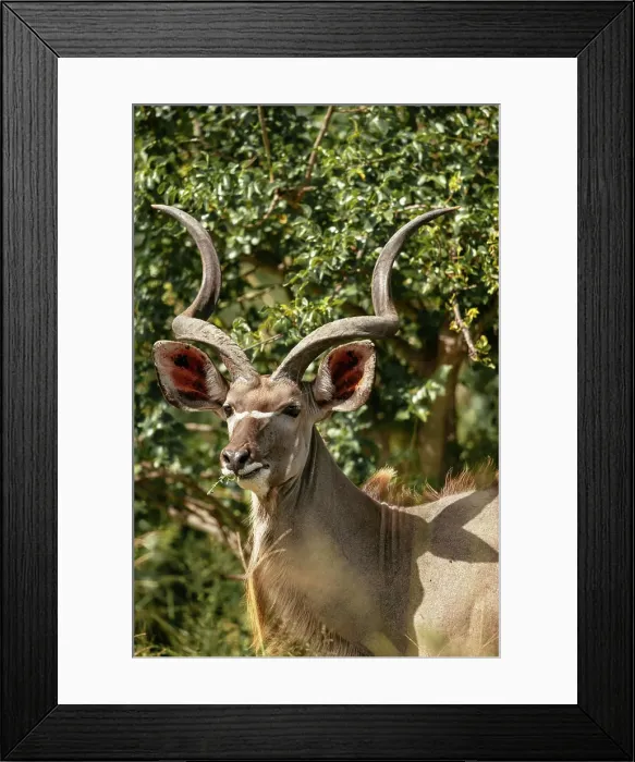 Framed Print : Kudu, Timbavati Private Nature Reserve, Kruger National Park, South Africa, Africa Framed Print : Kudu, Timbavati Private Nature Reserve, Kruger National Park, South Africa, Africa
