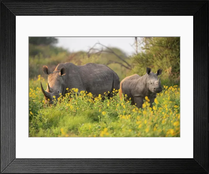 Framed Print : Young White Rhino with mother, Marataba, Marakele National Park, South Africa, Africa