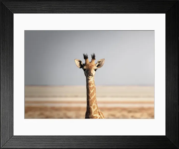Framed Print : Portrait of a giraffe (Giraffa camelopardalis), Namibia, Africa Framed Print : Portrait of a giraffe (Giraffa camelopardalis), Namibia, Africa