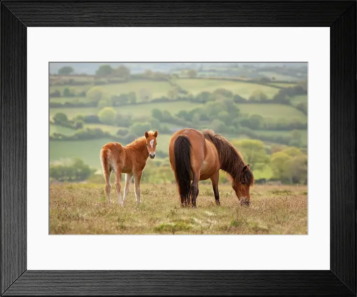 Framed Print : Mother and foal Dartmoor Ponies grazing on the moor, Dartmoor National Park, Devon, England, United Kingdom, Europe Framed Print : Mother and foal Dartmoor Ponies grazing on the moor, Dartmoor National Park, Devon, England, United Kingdom, Europe