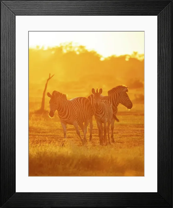 Framed Print : Burchell's Zebras, Makuleke Contractual Park, Kruger National Park, South Africa, Africa Framed Print : Burchell's Zebras, Makuleke Contractual Park, Kruger National Park, South Africa, Africa