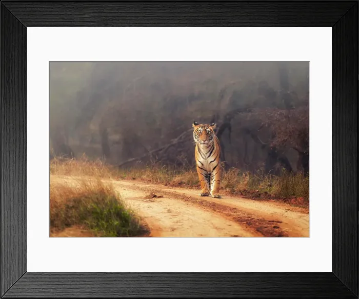Framed Print : Royal Bengal Tiger at Ranthambore National Park, Rajasthan, India, Asia