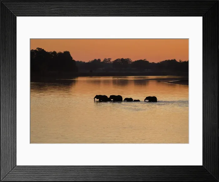 Framed Print : Silhouette of elephants (Loxodonta) crossing the river in the morning light, South Luangwa National Park, Zambia, Africa Framed Print : Silhouette of elephants (Loxodonta) crossing the river in the morning light, South Luangwa National Park, Zambia, Africa