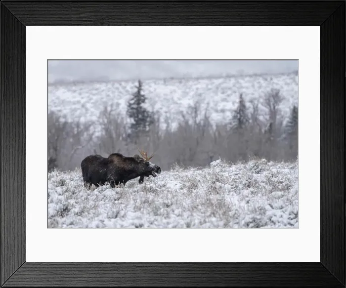 Framed Print : Bull moose (Alces alces), in the snow with open mouth