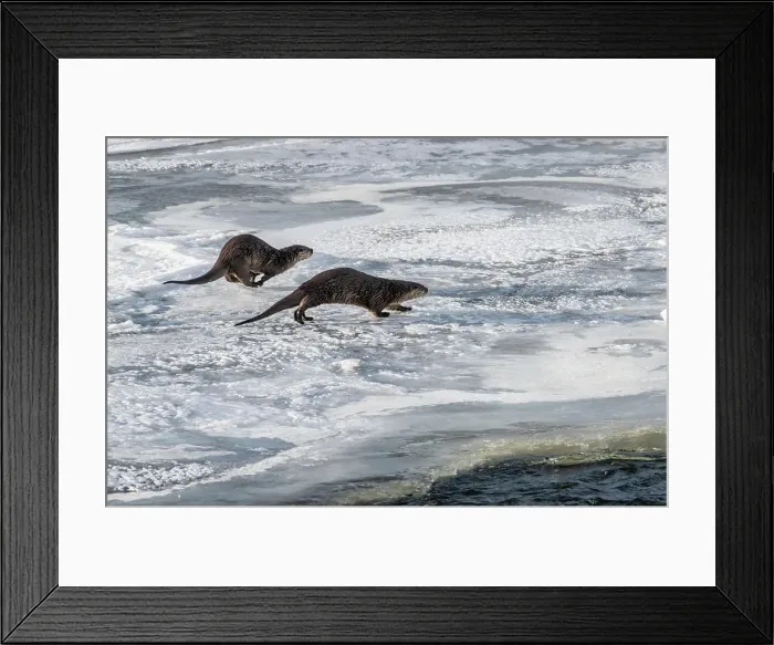 Framed Print : Two river otters (Lontra canadensis)