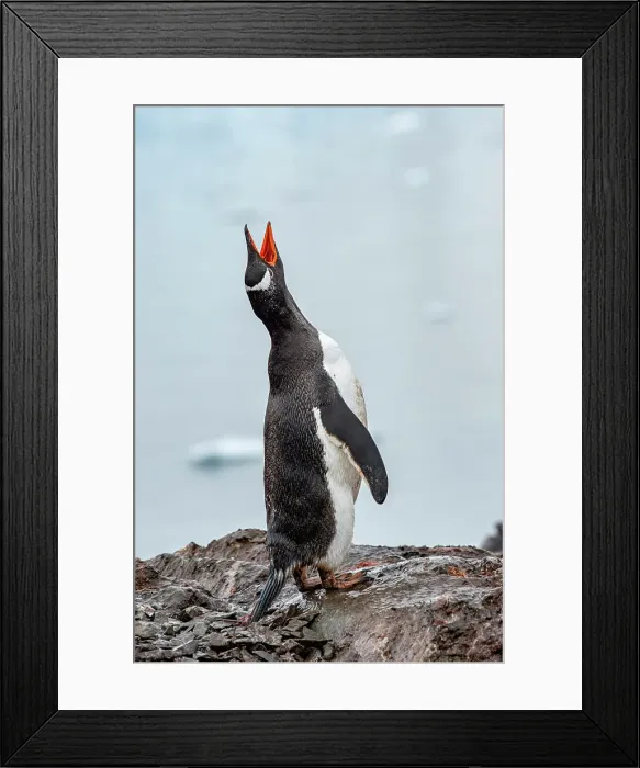 Framed Print : Gentoo peguin vocalizing, Antarctica, Polar Regions