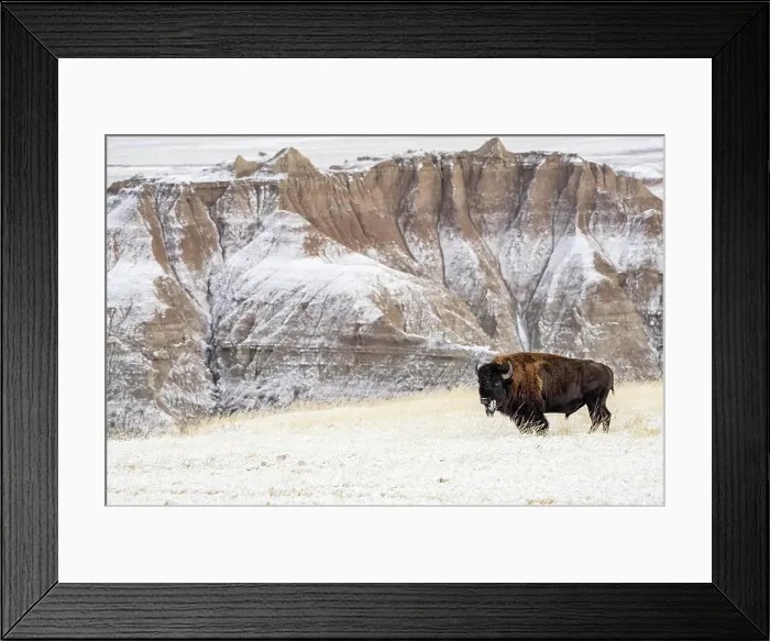 Framed Print : Profile of American Bison (Bison Bison) in the snow in the Badlands Framed Print : Profile of American Bison (Bison Bison) in the snow in the Badlands