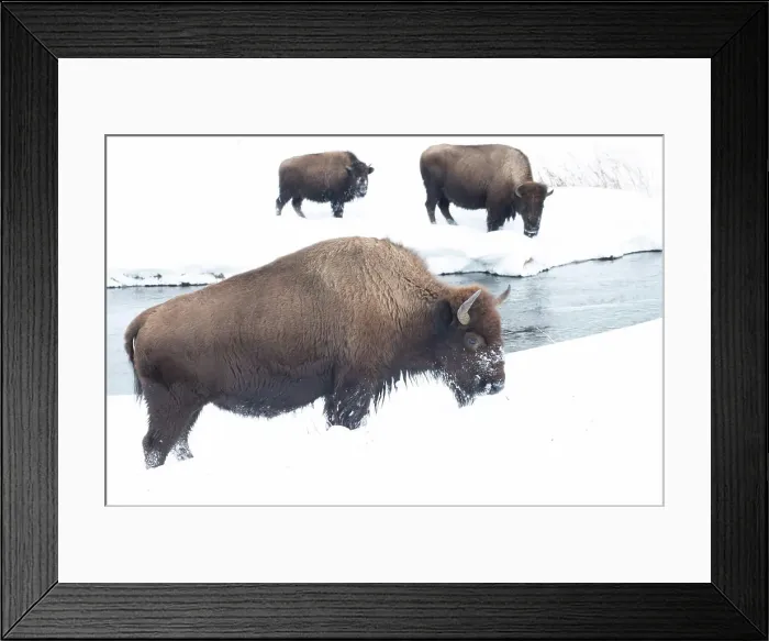 Framed Print : American bison (Bison Bison) in the snow on a river bank Framed Print : American bison (Bison Bison) in the snow on a river bank